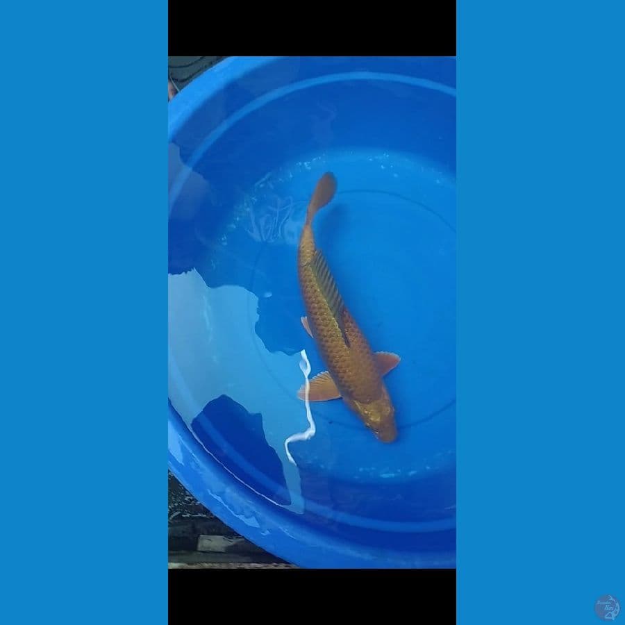 chagoi 40cm fimale