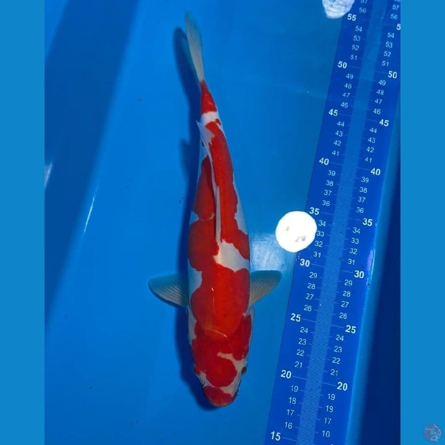 KOHAKU DOITSU MERAH GURIH 33 CM