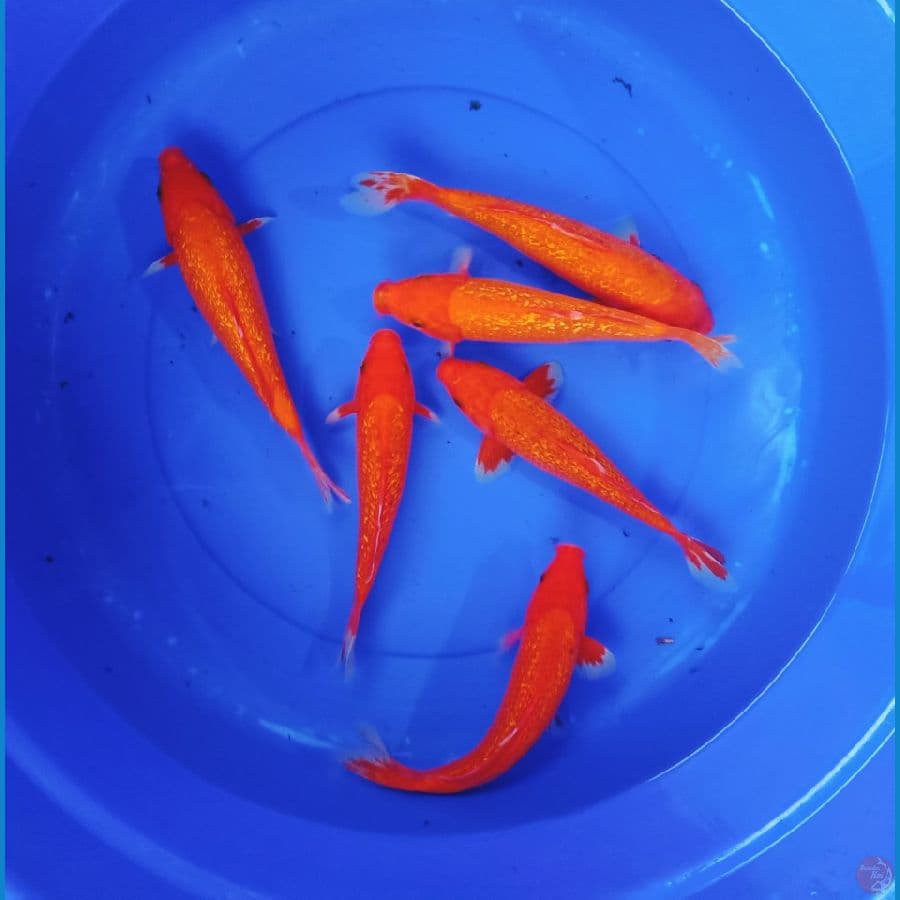 6ekor ginrin merah 25-30cm