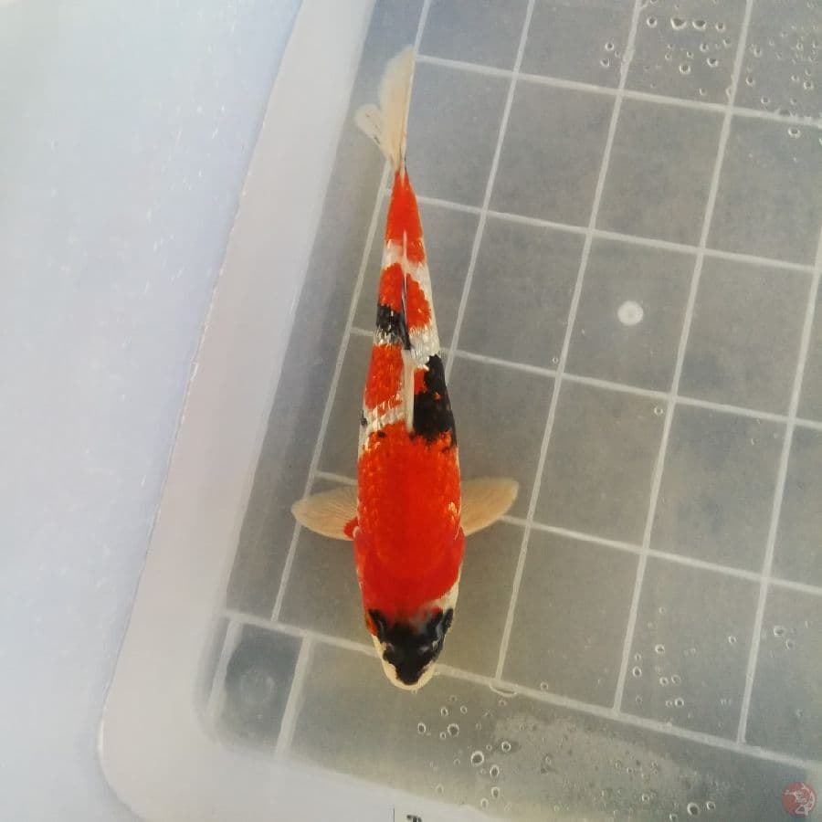 showa 28cm