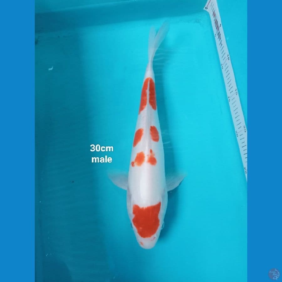 kohaku doit murni