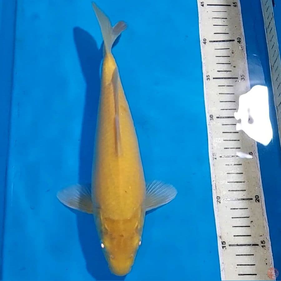 KARASHI MATA METAH BULKY 30 CM