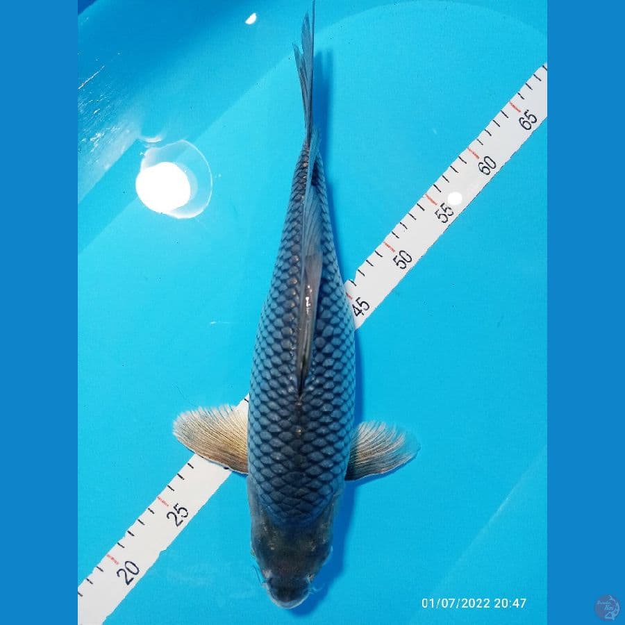 kumpay soragoi 39 cm