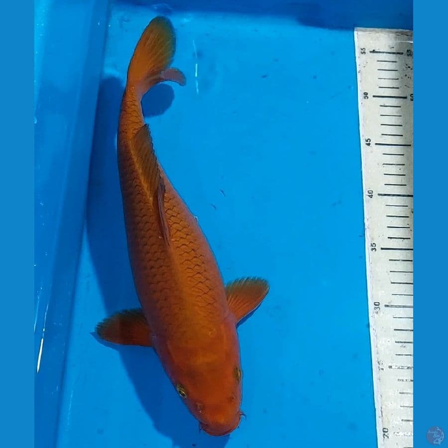 CHAGOI TEMBAGA BULKY 34 CM