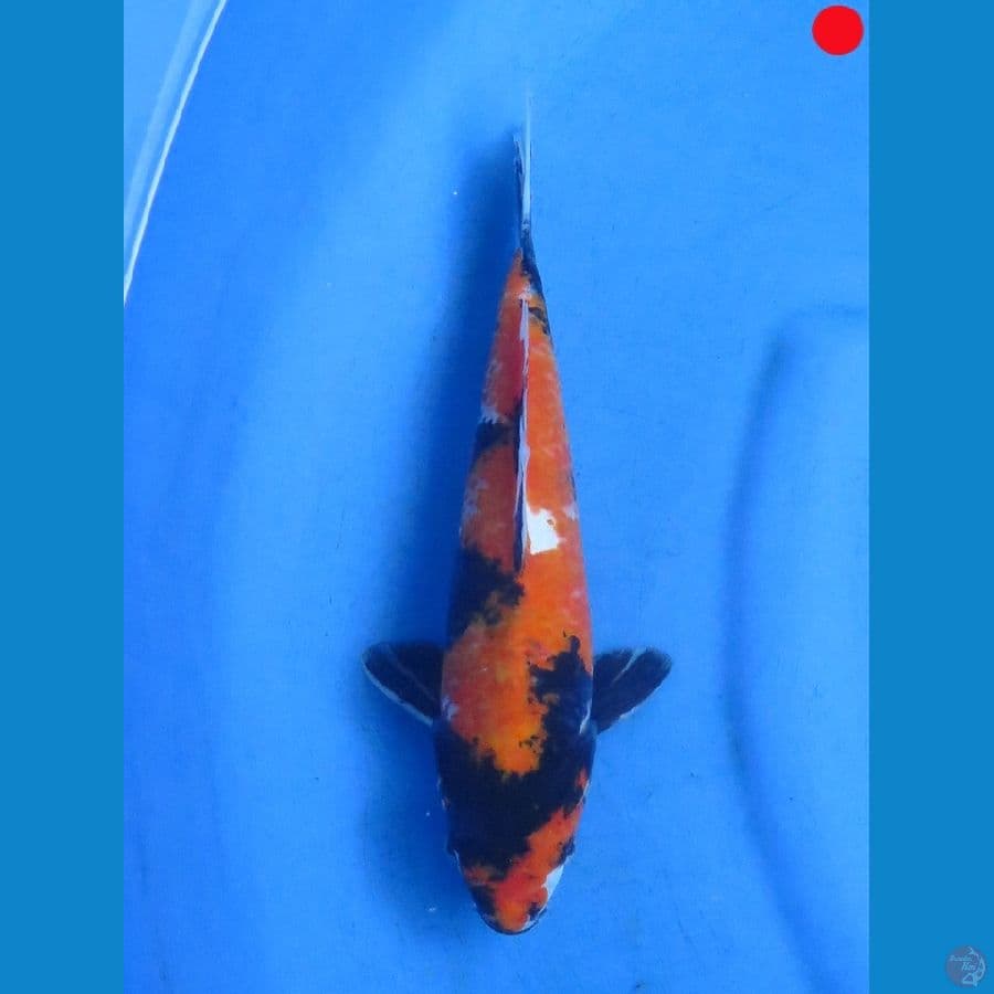 Hi Showa - 29cm