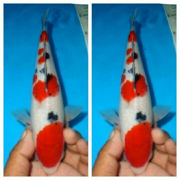 Baby sanke f1
