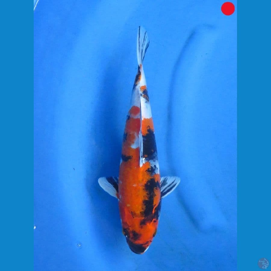 Showa - 33cm