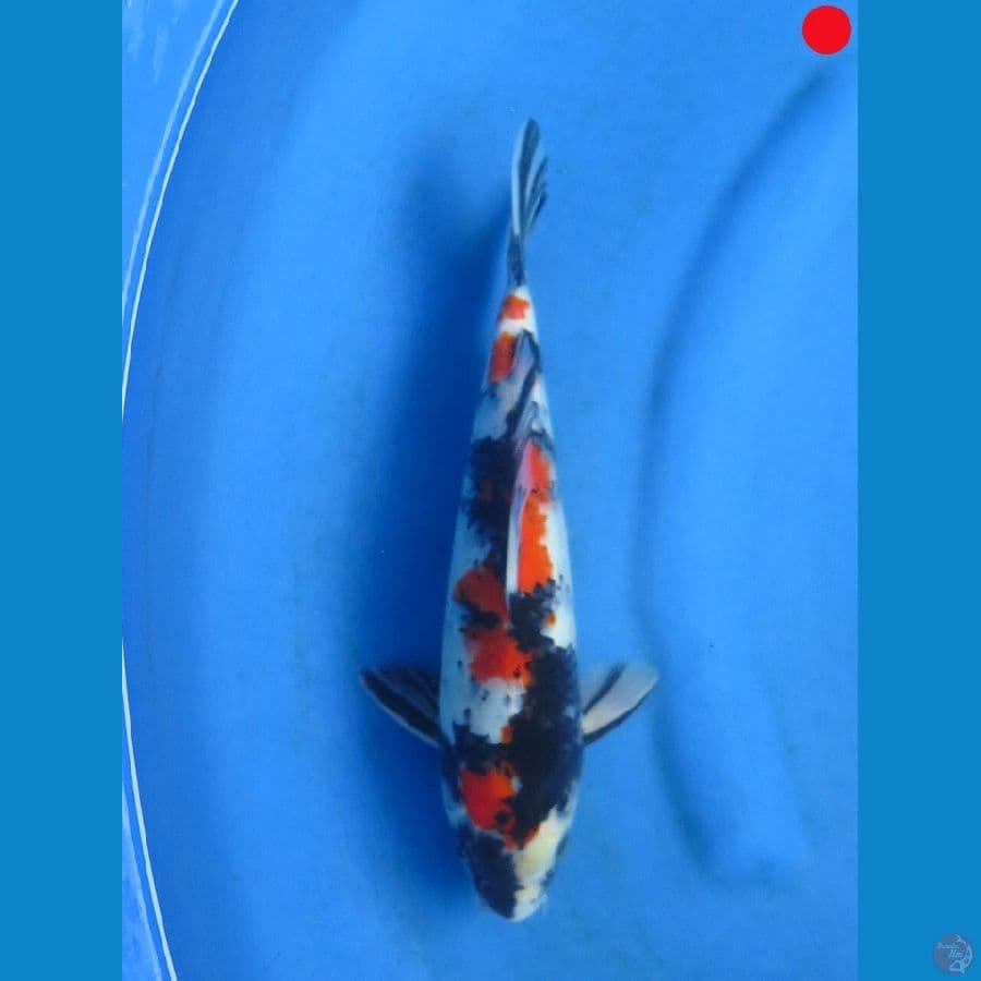 Showa - 26cm