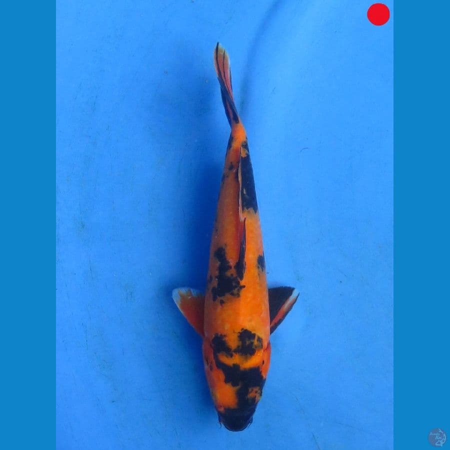 Utsuri - 28cm