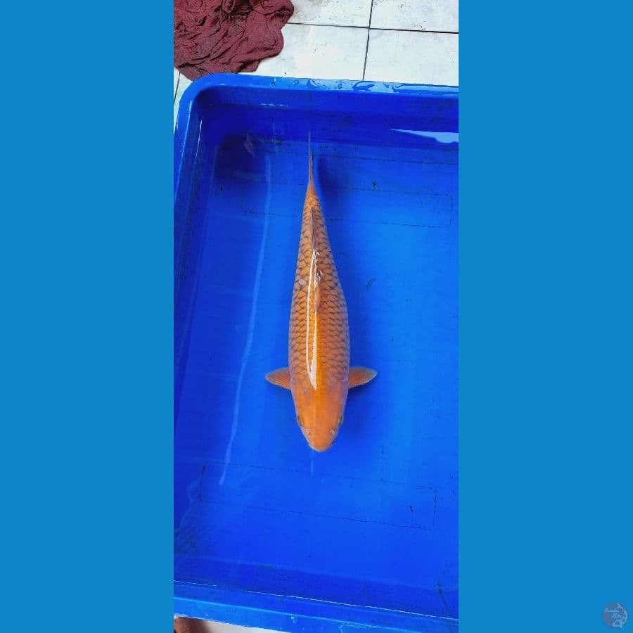 Cagoi Aragoke 40bu