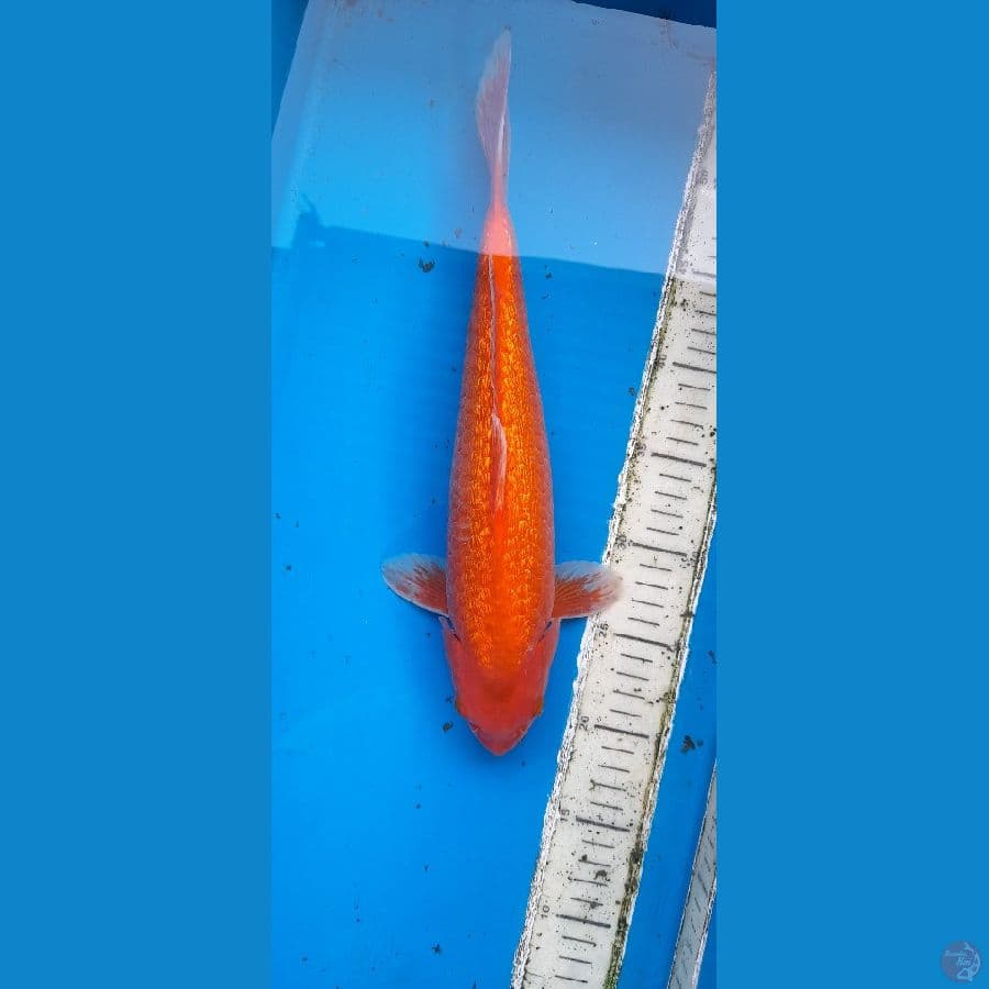 Red karasi ginrin