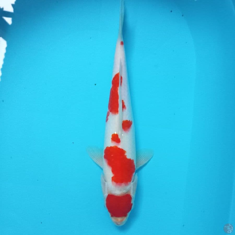 *KOHAKU//ML/36CM*