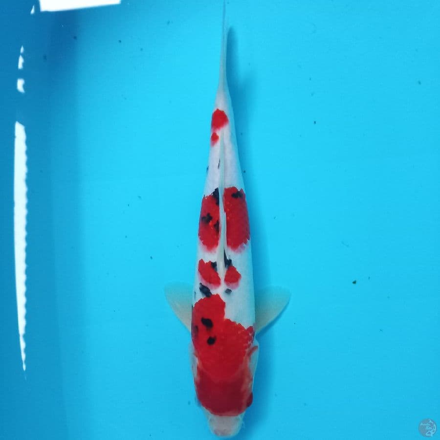 *SANKE//ML/33 CM*