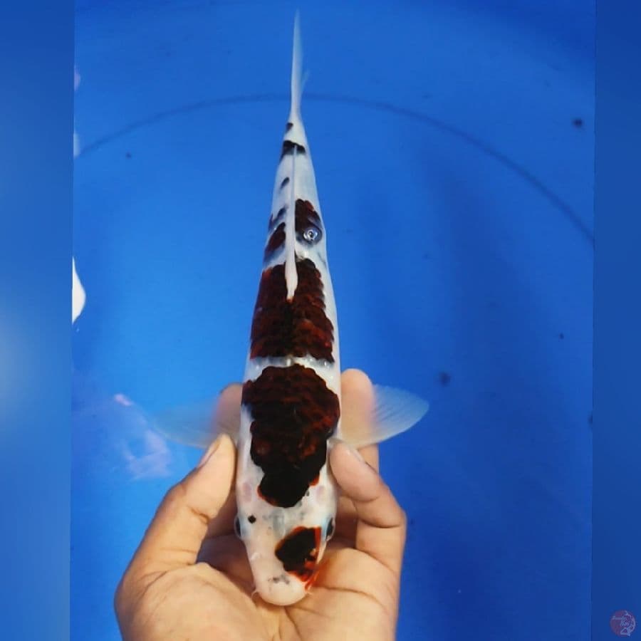 GOROMO 28CM
