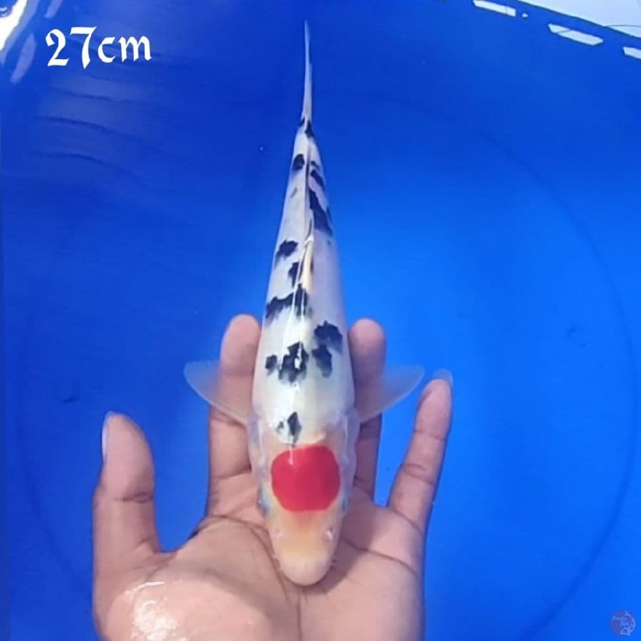 TANCO SANKE 27CM