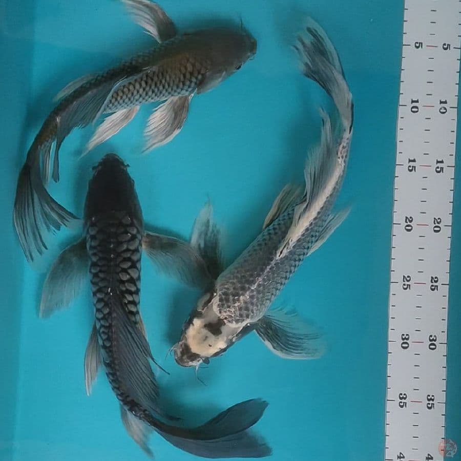 mix kumpay 30,33,33cm