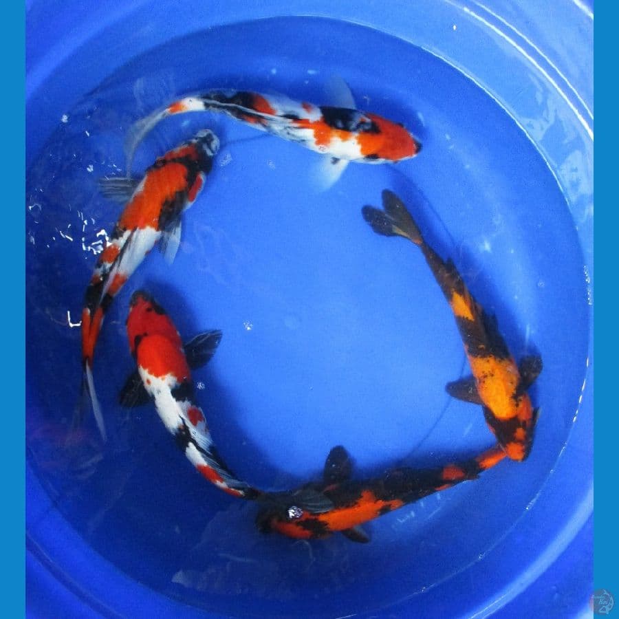 paket ±35cm