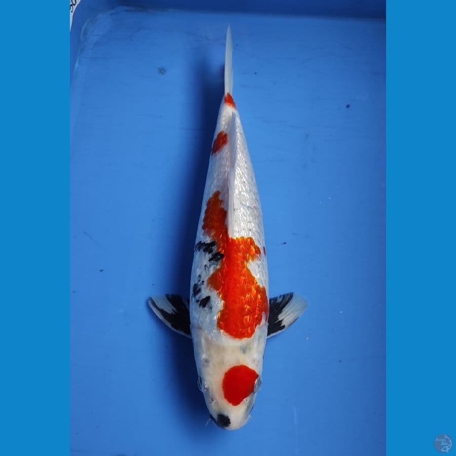 SHOWA GINRIN 30CM