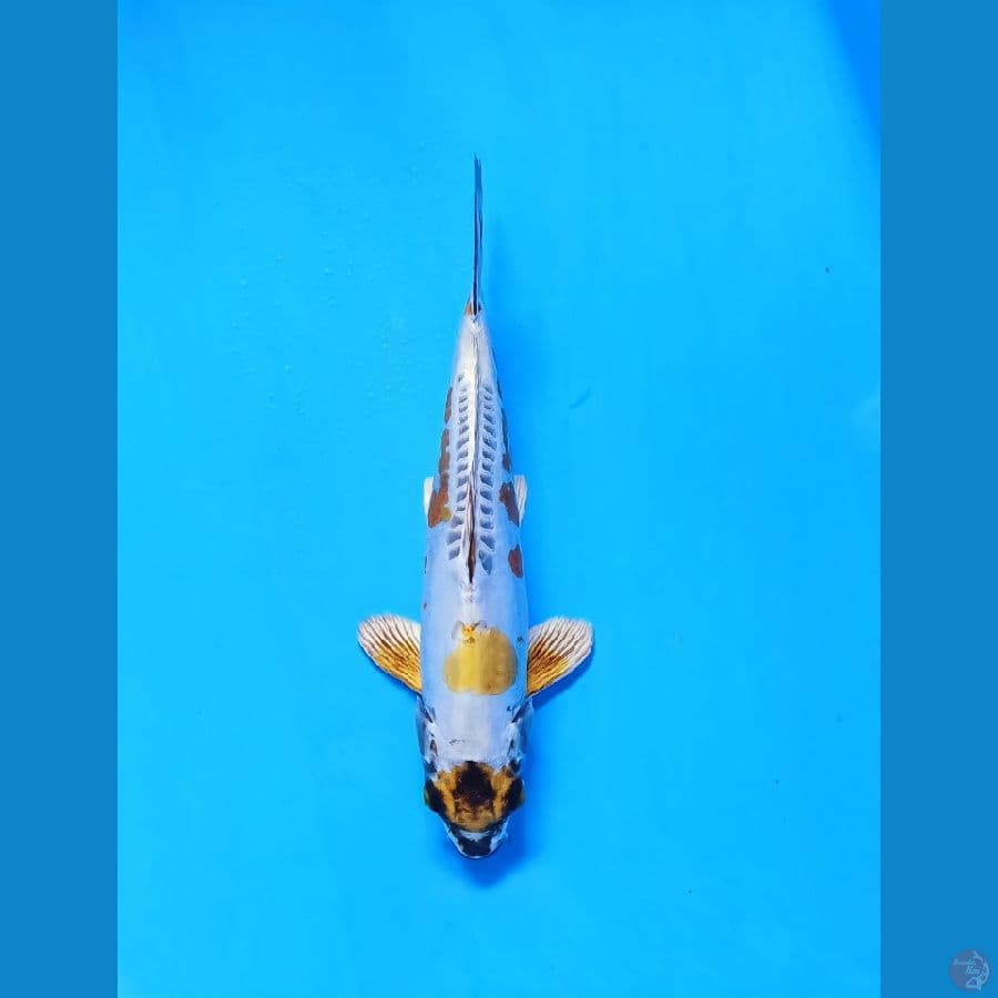 kiko 30cm..male