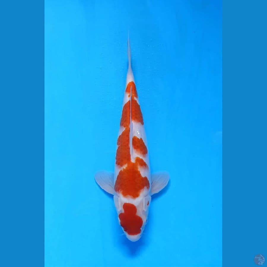 kohaku 33cm fml
