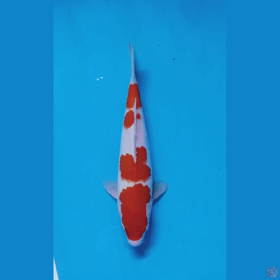 kohaku 32cm fml