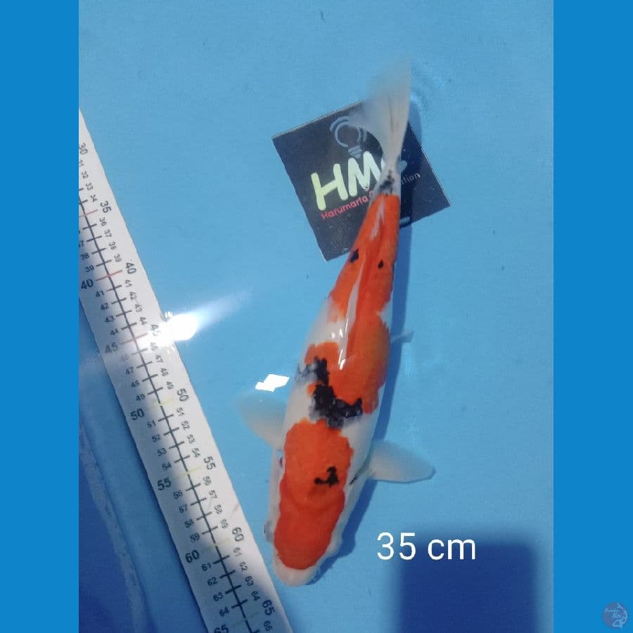 sanke 35 cm
