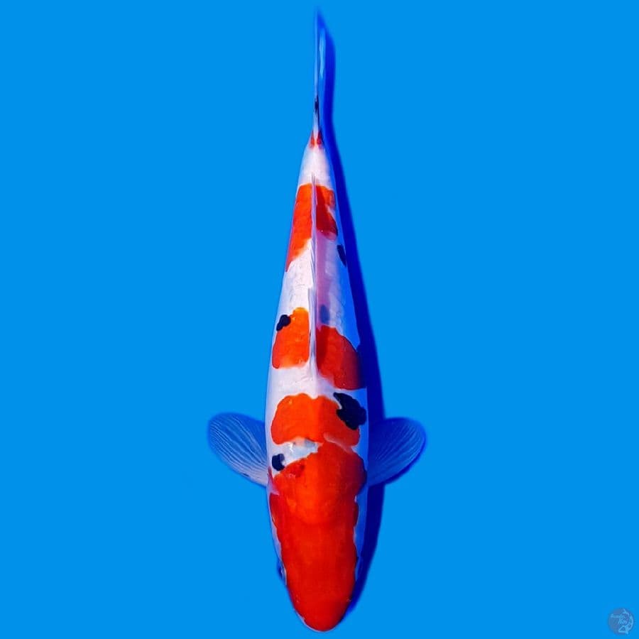 SANKE DOITSU HQ 30CM~female