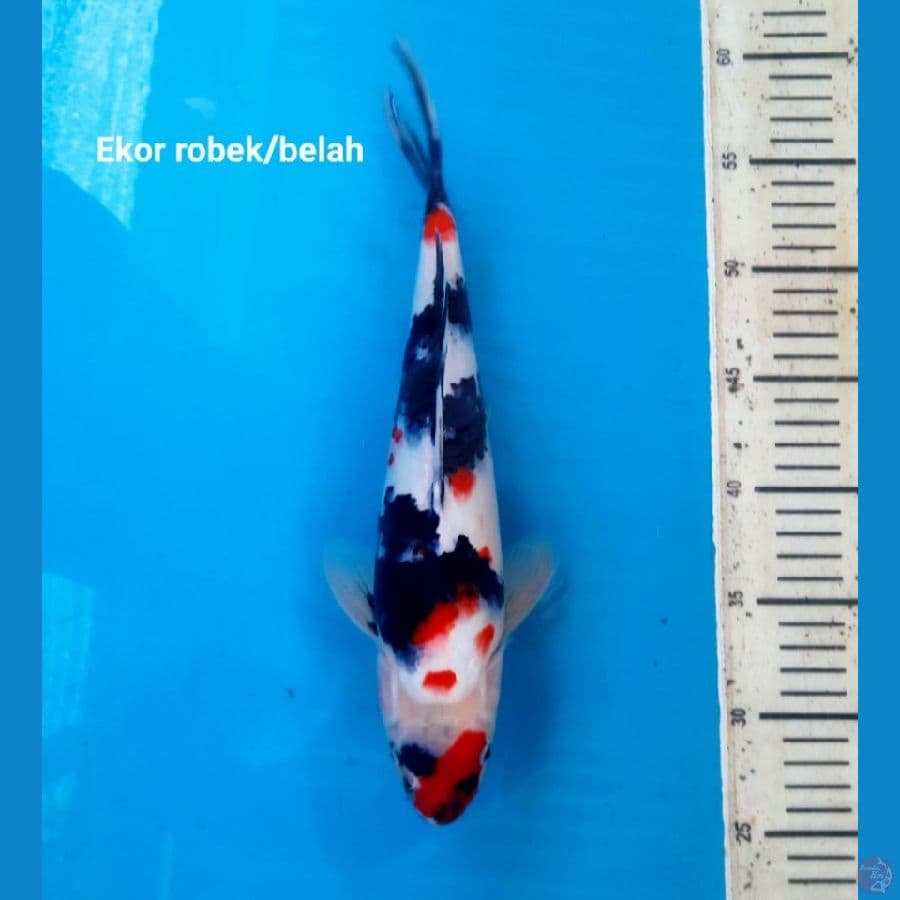 Showa 32cm Male