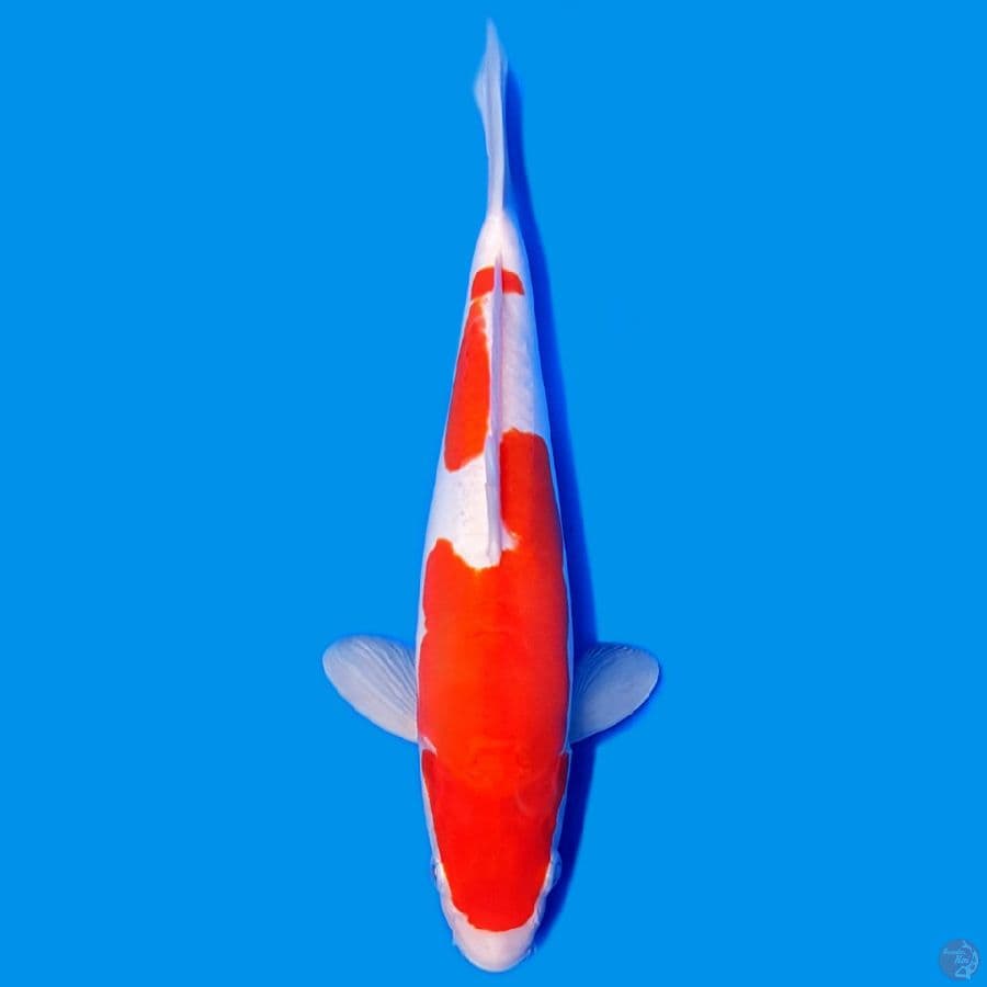 KOHAKU DOITSU HQ 30CM ORIGINAL~female