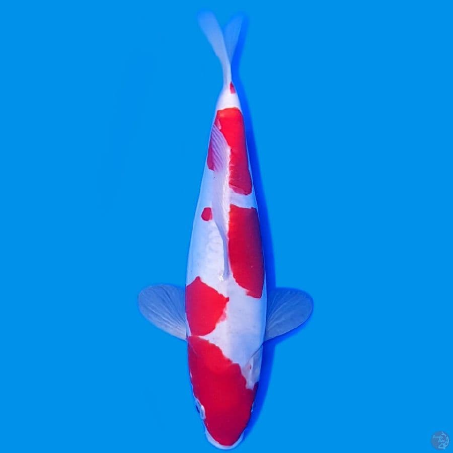KOHAKU DOITSU HQ 27CM ORIGINALL~female.