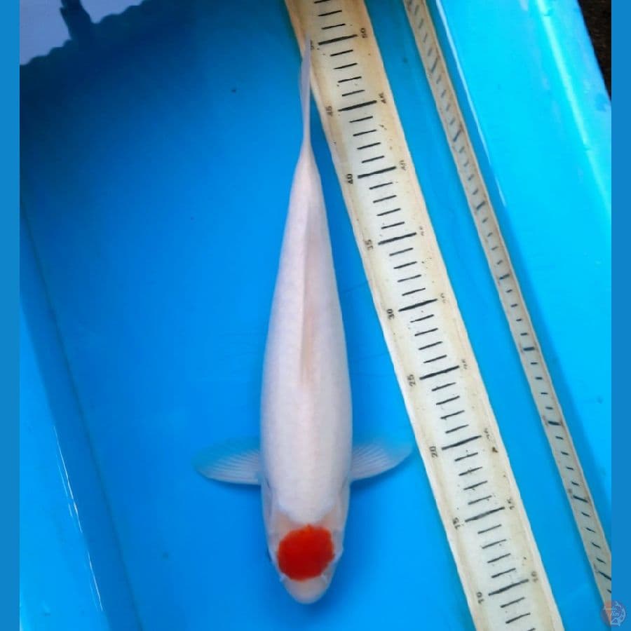 Tancho original tipis 35cm male