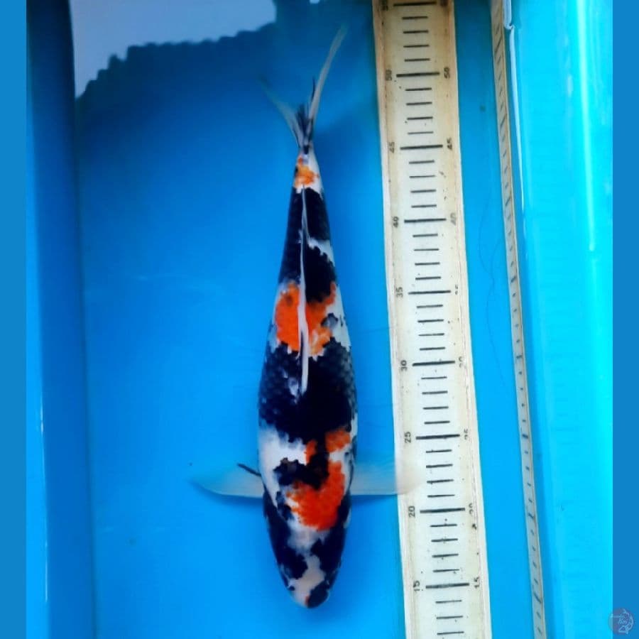 Showa 36cm Female