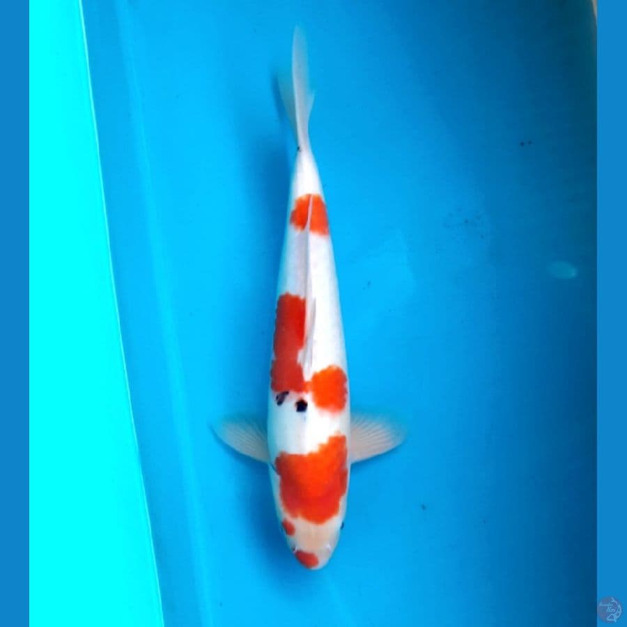Tt Sanke 39cm Male