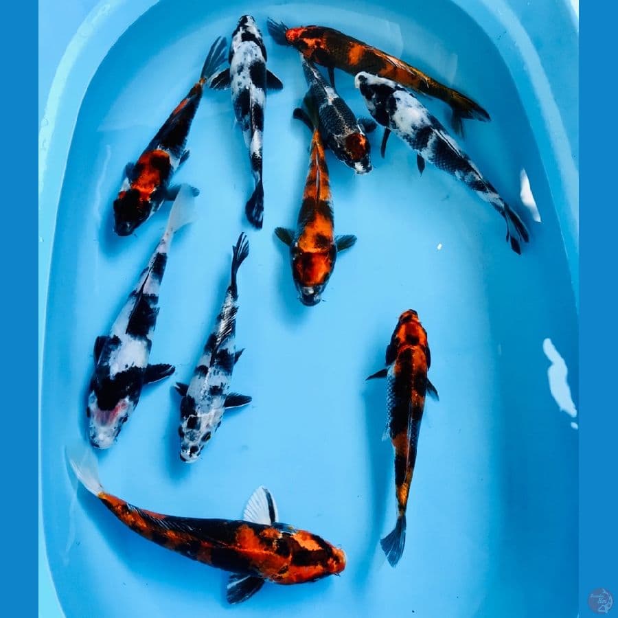 mix koi 20bu