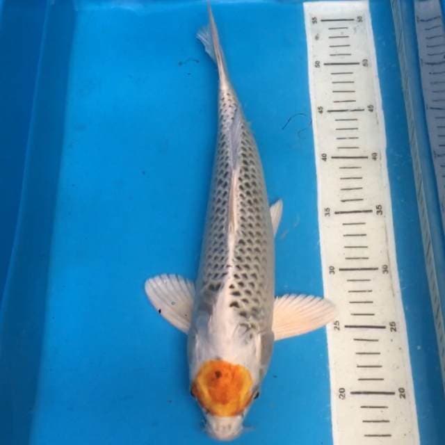 Tancho Kujaku Jantan