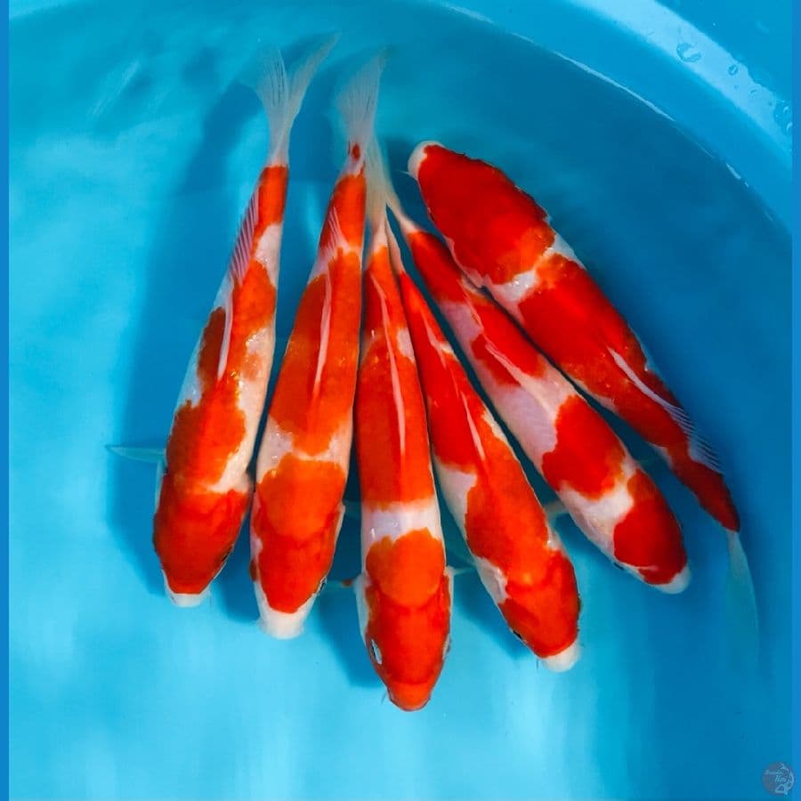 mix kohaku, 20up