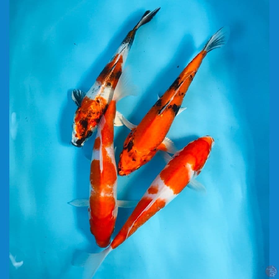 mix koi 25bu
