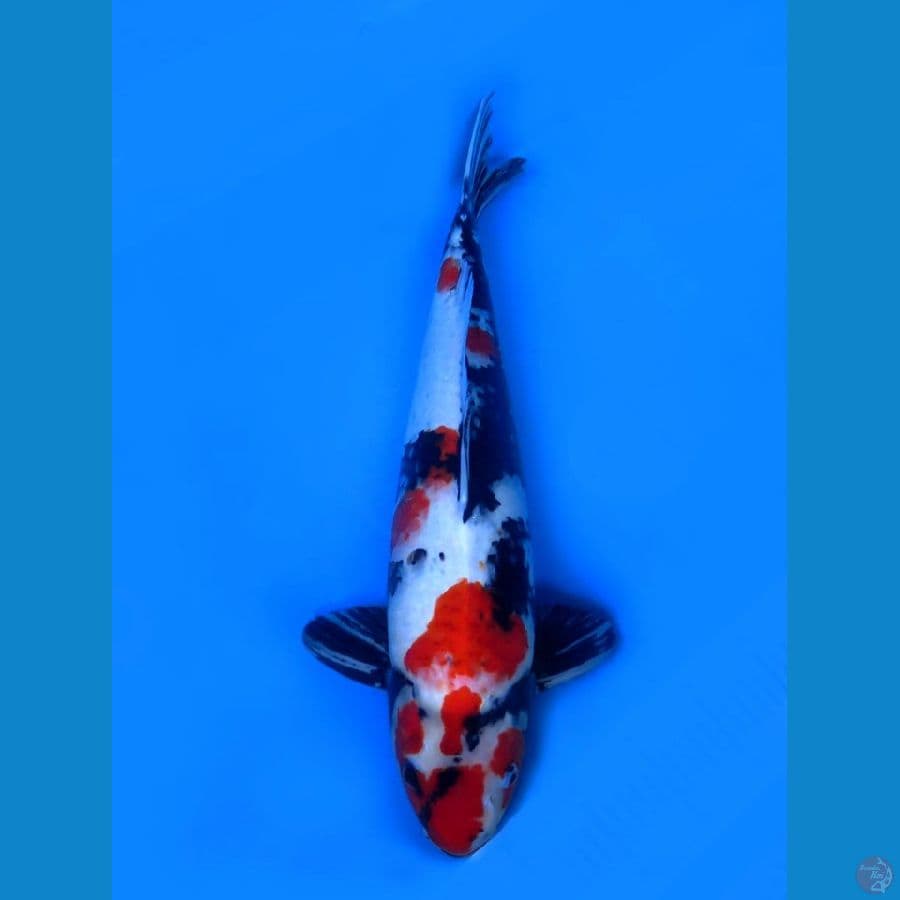 Showa jumbo F1 53cm
