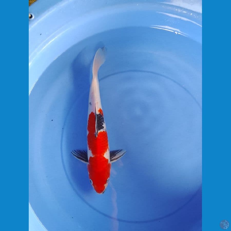 showa 38cm