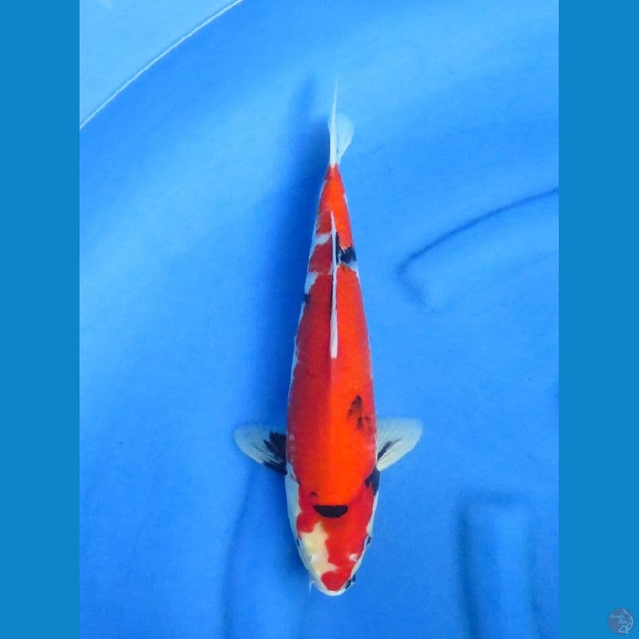 Red Showa