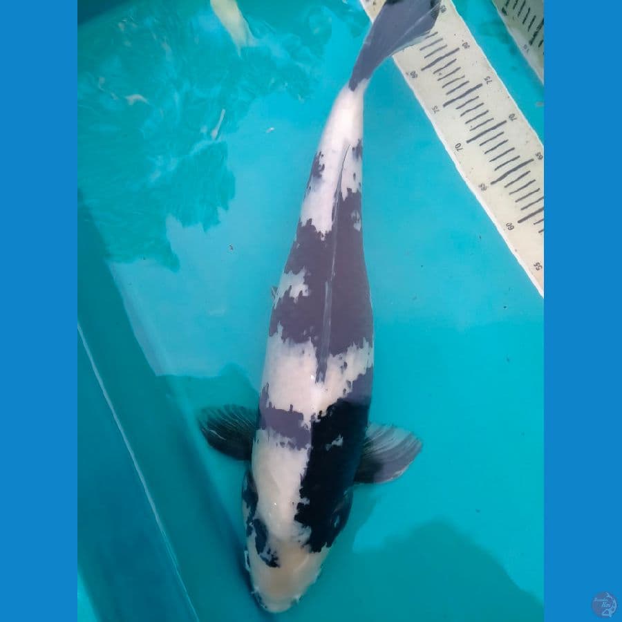Jantan, 60 cm bu