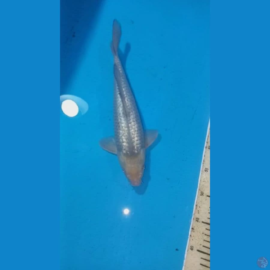 Soragoi Ginrin 34cm male