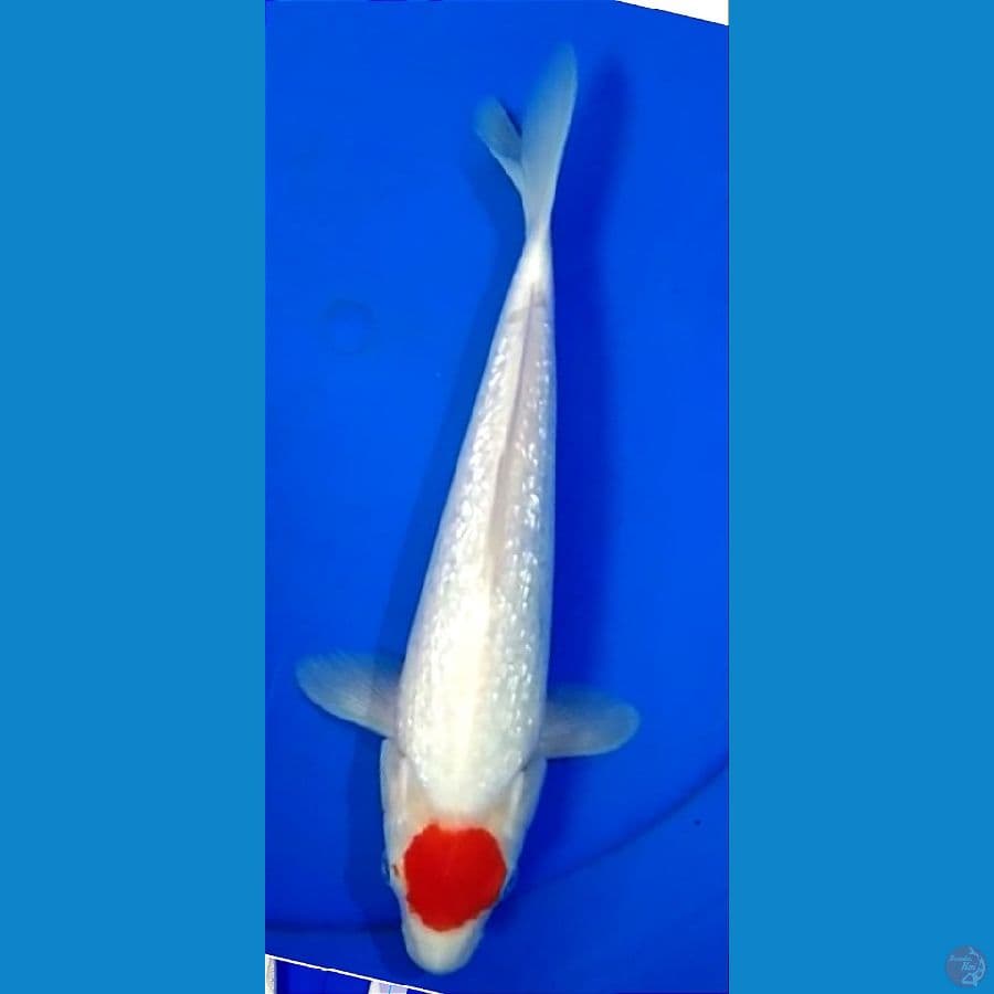 30 bu TAMCO KOHAKU GINDRIN