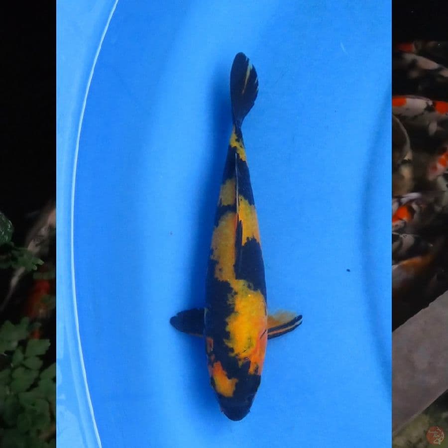 25cm , Hi Utsuri