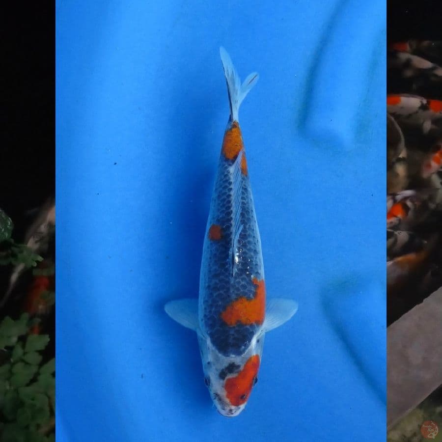 26cm Kuro Goshiki