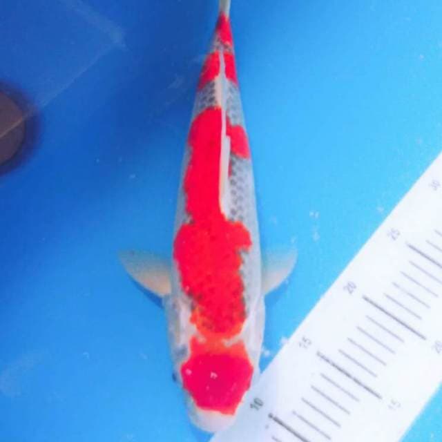 Merah merona bagus 38cm