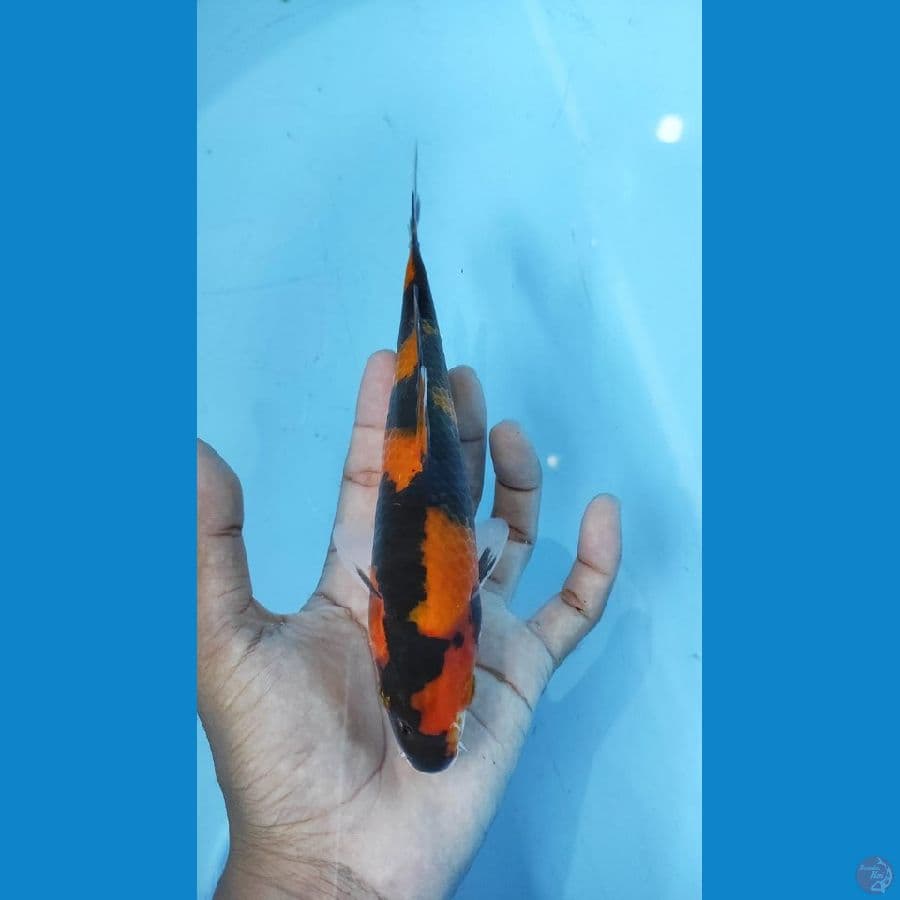 Hi showa 23cm