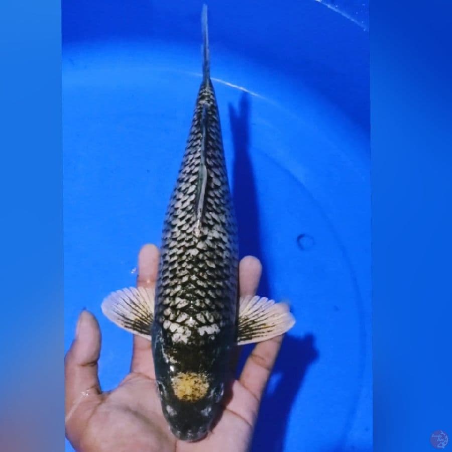 MATSUKAWABAKE 32CM