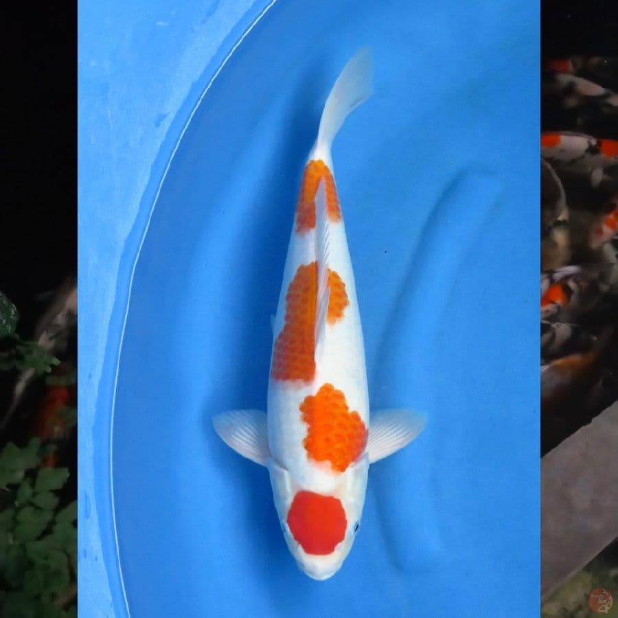 45bu , F1 Kohaku Ori ,Ml
