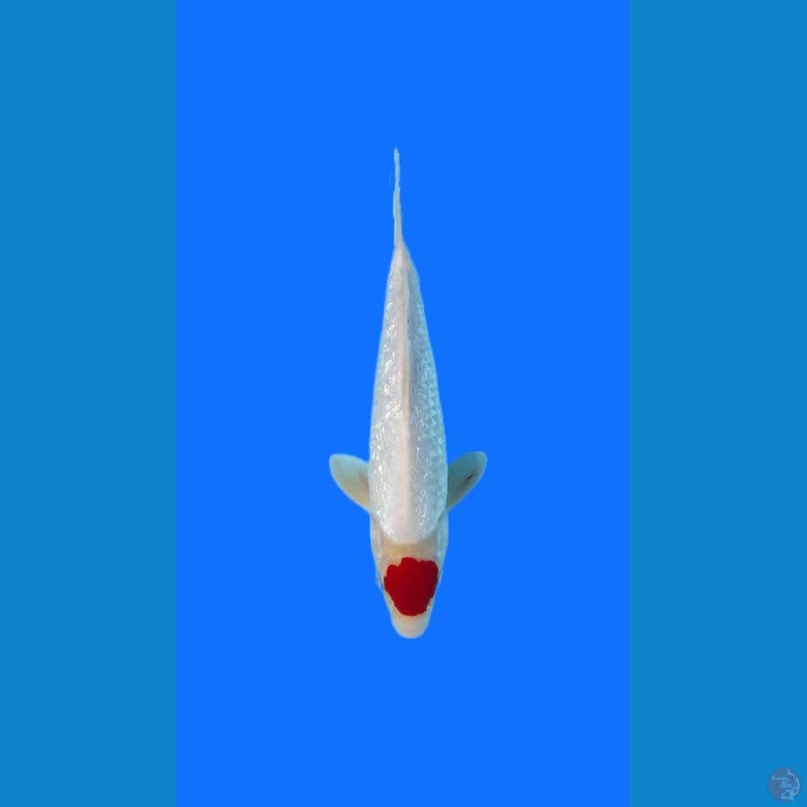 TANCO KOHAKU FULL GINRIN 30BU